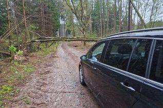 Umgestürzte Bäume auf den Straßen der Region