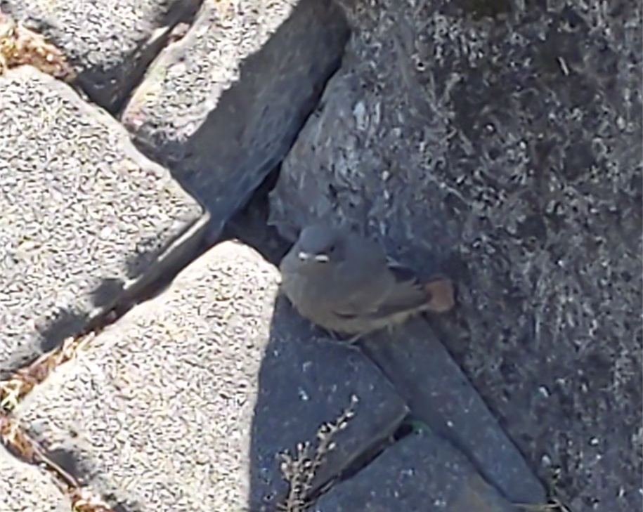 Gartenrotschwanzküken