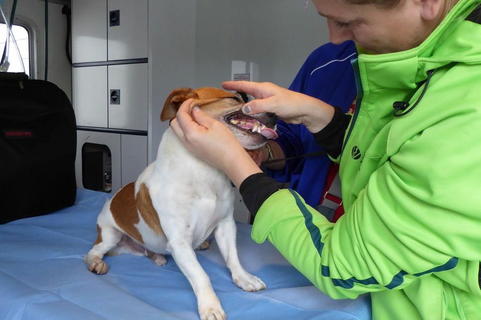 Eine Tierärtzin untersucht die meist vierbeinigen Patienten. Foto: FF