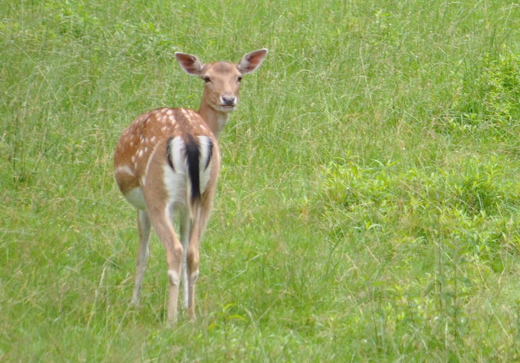 Ein Wilderer hat bei Schloss Vischel eine Rehkuh erlegt. Symbolfoto: Archiv