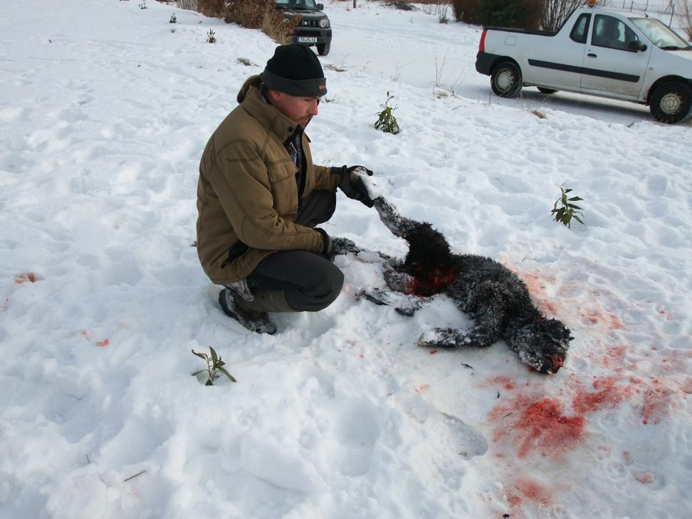 Traurig blickt Rinderzüchter Uwe Fischer aus Züsch auf das blutverschmierte Bündel. Es ist ein neugeborenes Kälbchen, das vermutlich von einem freilaufenden Hund totgebissen wurde. Foto: Fischer