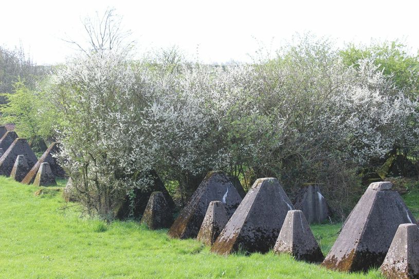 Unterhalb von Relais Königsberg stößt man ebenfalls das Westwall-Relikt: Die Höckerlinie.