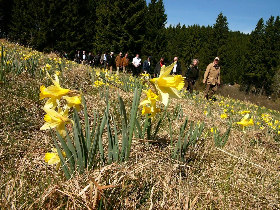 In den Tälern von Fuhrtsbach und Perlenbach begeistert ein gelbes Blütenmeer die Wanderer. Zum Narzissenfest wird am Sonntag rund um das Höfener Nationalpark-Tor geladen.