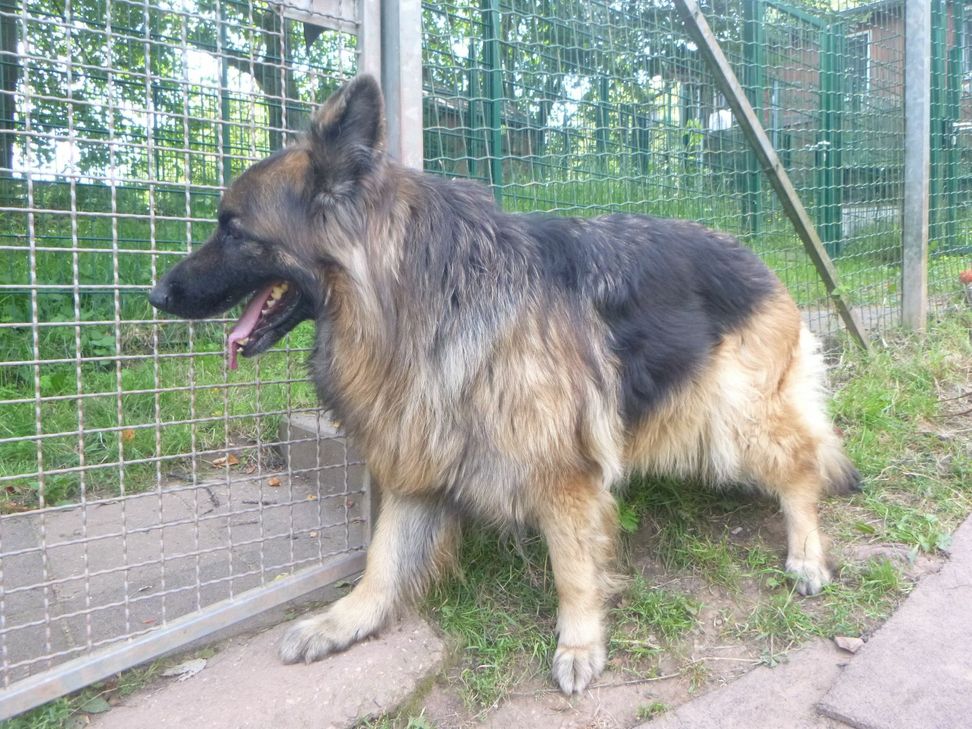 Happy End für Inka. Sie hat ein neues zuhause gefunden. Foto: Tierheim