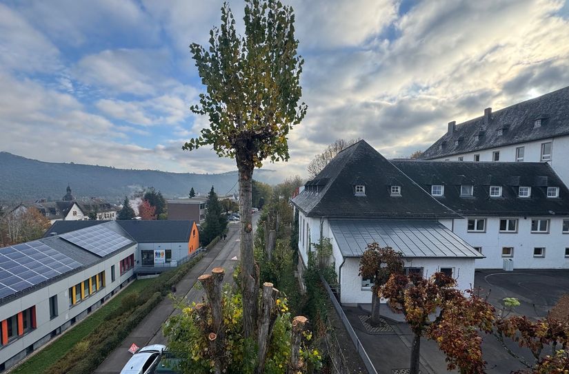 Aus Gründen der Verkehrssicherheit wurden die Pappeln im Bereich der Michael-Thonet-Grundschule um rund 30 Prozent eingekürzt. Ein Stamm wurde vorläufig belassen, da sich in der Krone ein Vogelnest befindet.