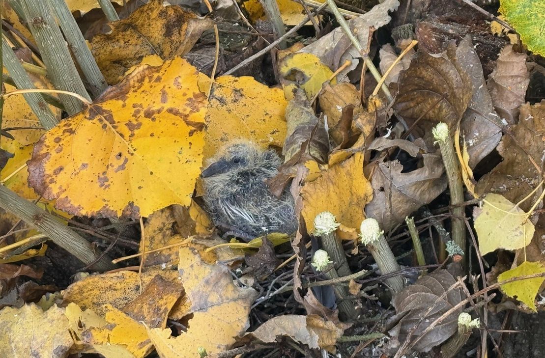 Das Nest ist noch bewohnt von einem Taubenküken. Diese bekommt man nicht allzu oft zu sehen, da sie zu den Vogeljungen gehören, die am längsten im sicheren Nest verweilen.