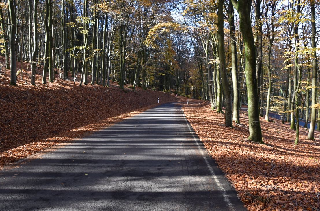 Tief stehende Sonne kann die Sicht stark einschränken: Beim Verlassen schattiger Waldstücke werden Fahrerinnen und Fahrer oft plötzlich geblendet – dadurch steigt die Unfallgefahr.