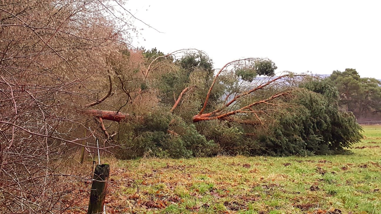 Hier und da wurden Bäume von Friedericke geknickt. mn-Fotos