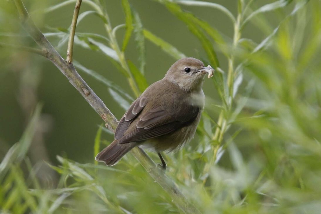 Wer Hecken oder Bäume schneiden muss, sollte dies bis Ende Februar machen. Danach ist der Heckenschnitt – auch zum Schutz heimischer Vögel wie der Gartengrasmücke hier auf dem Bild – nur noch eingeschränkt gestattet.