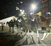 Kamele laufen frei durch Bretzenheim.