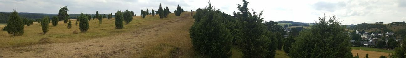 Auf dem Panoramafoto ist der Unterschied deutlich erkennbar: Auf der linken Seite des Kalvarienberges wurden die Wacholderbestände bereits durchforstet. Auf der rechten Seite ist diese Maßnahme für den kommenden Herbst und Winter vorgesehen. Foto: Nielen