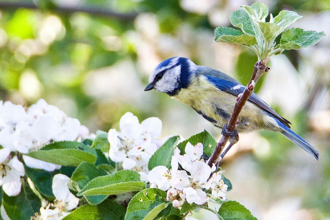 Besonders spannend werden in diesem Jahr die Zahlen der Meisen, hier ist eine Blaumeise zu sehen. Fotoquelle: NABU/Günter Lessenich
