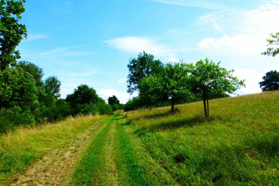 Auf weichen, grünen Graswegen, die entlang der Wiesen führen, lässt es sich ganz entspannt wandern. Foto: Natur Aktiv Erleben