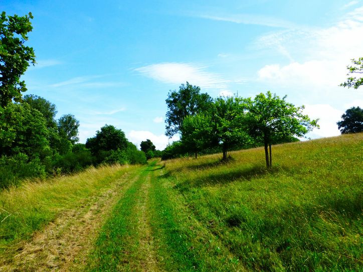 Auf weichen, grünen Graswegen, die entlang der Wiesen führen, lässt es sich ganz entspannt wandern. Foto: Natur Aktiv Erleben
