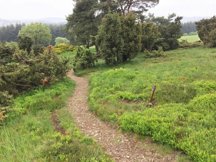 Im Wacholder-Schutzgebiet Büschberg. Foto: Natur Aktiv Erleben.