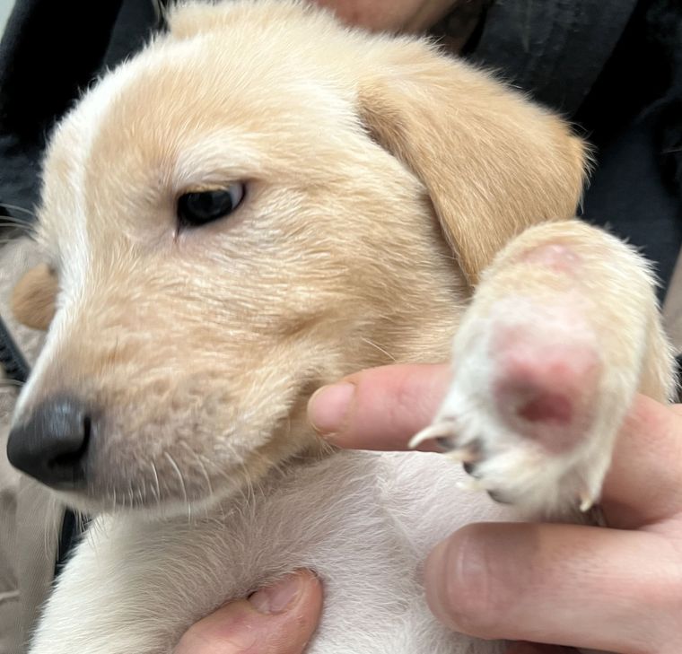 Freudig begrüßen die sechs Welpen Jana Goebel, die sich im Tierheim federführend um die jungen Hunde kümmert. Sie weisen alle schwere Missbildungen in verschiedenen Stadien auf.