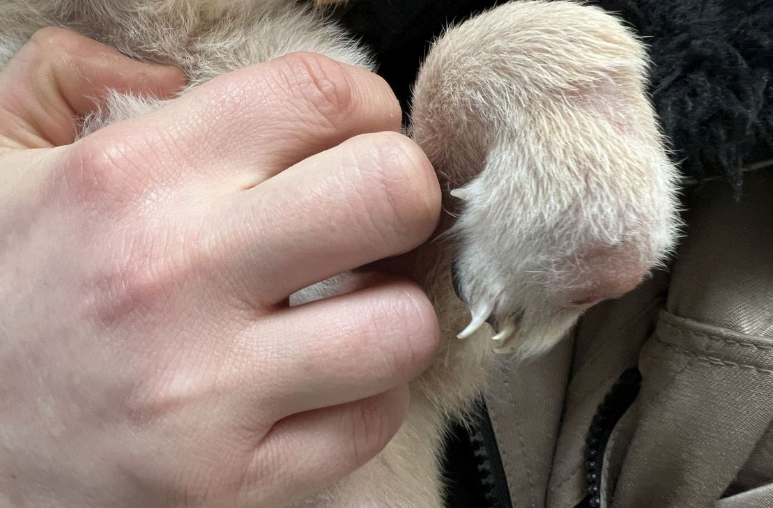 Freudig begrüßen die sechs Welpen Jana Goebel, die sich im Tierheim federführend um die jungen Hunde kümmert. Sie weisen alle schwere Missbildungen in verschiedenen Stadien auf.