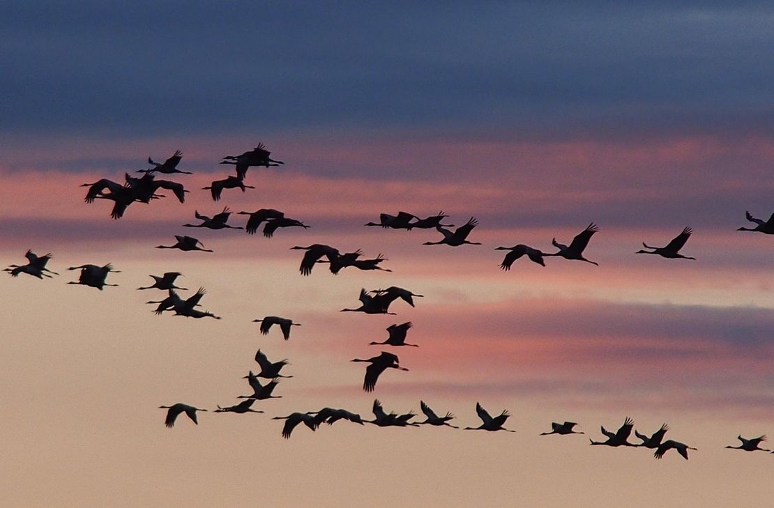 Die Vogelgrippe ist wieder im Umlauf.