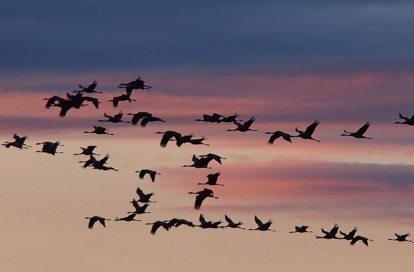 Die Vogelgrippe ist wieder im Umlauf.