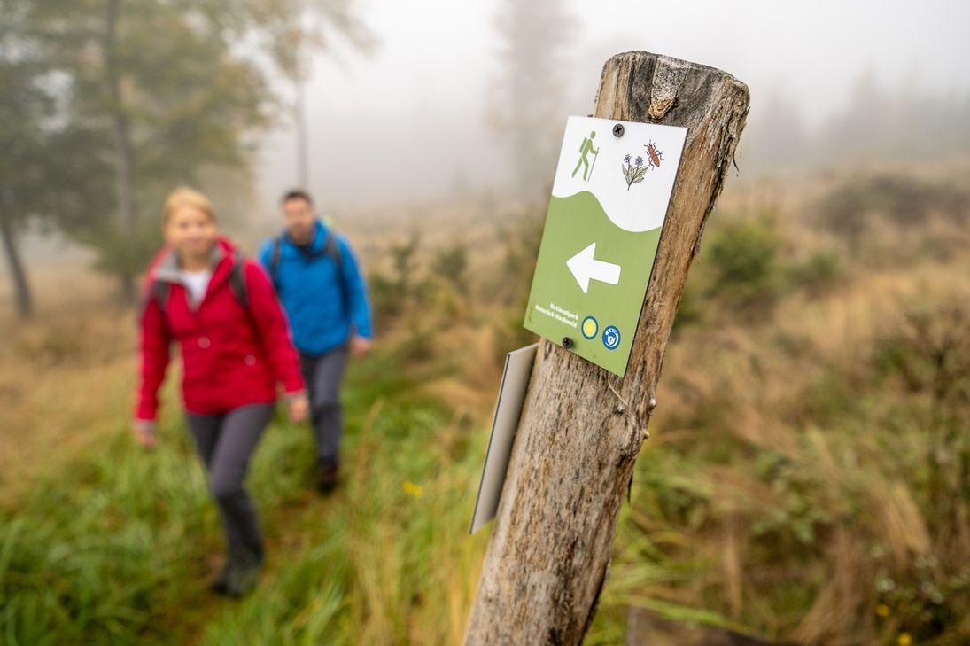 Wandern im Nationalpark Hunsrück-Hochwald.