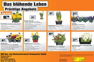 3 für 2 Frühlingsblüher