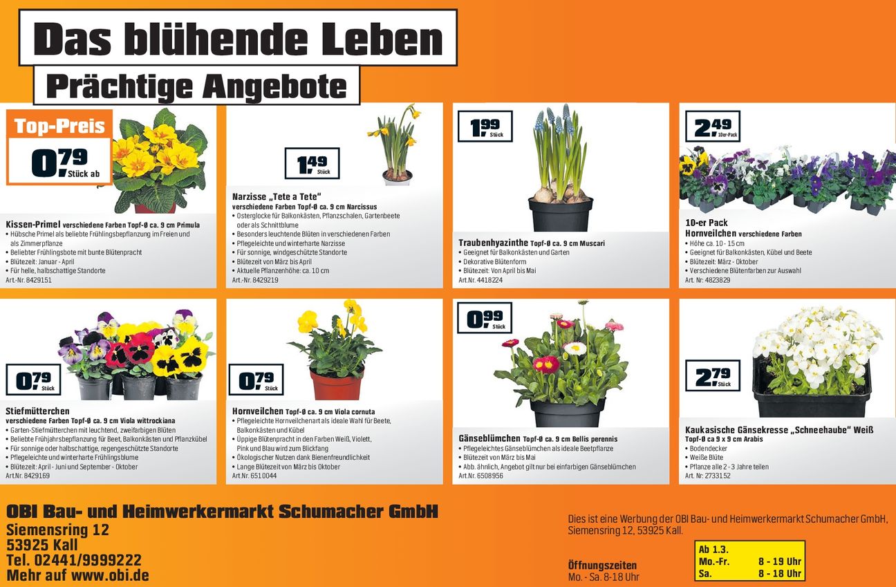 3 für 2 Frühlingsblüher