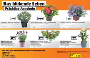 3 für 2 Frühlingsblüher