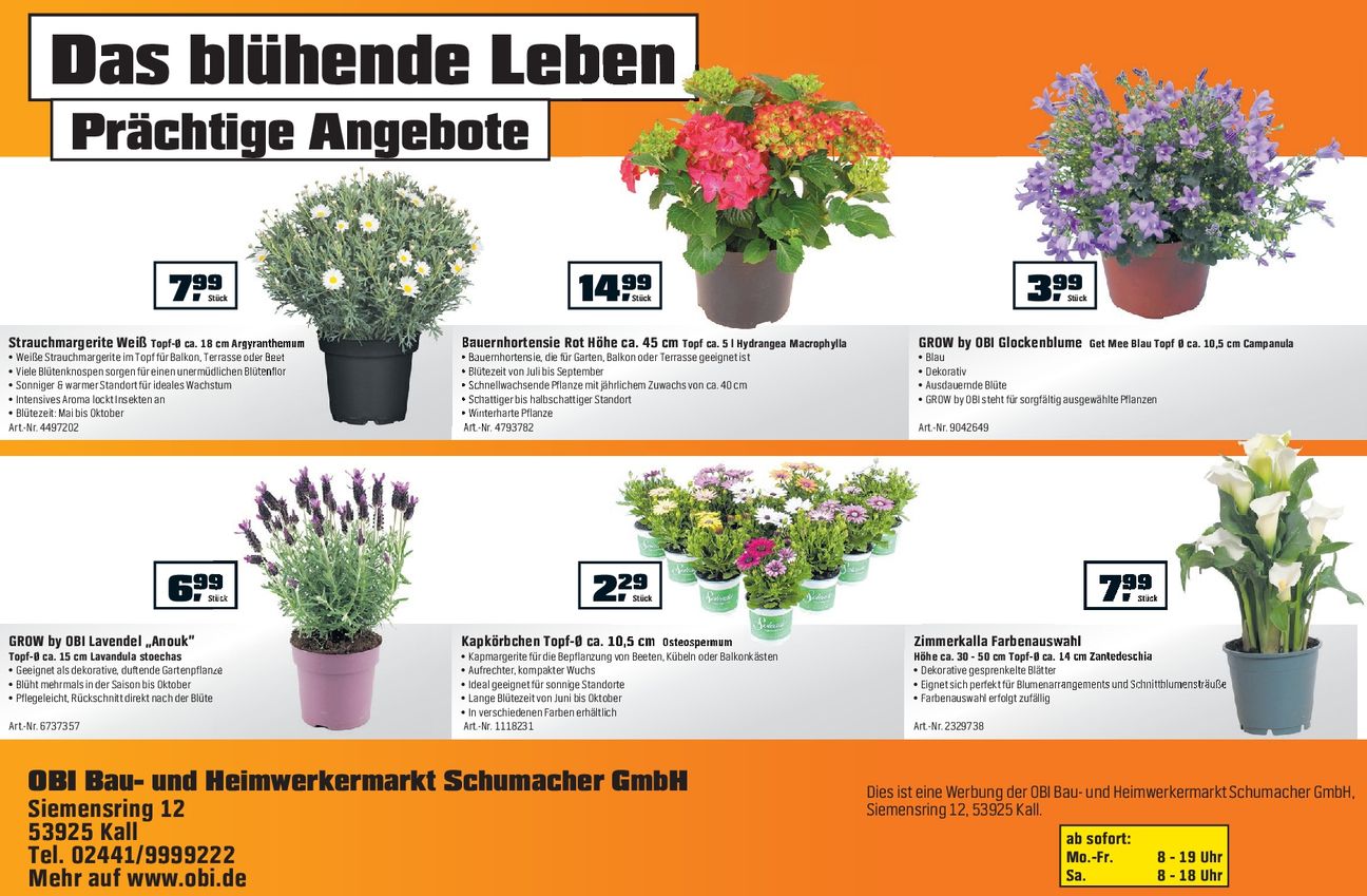 3 für 2 Frühlingsblüher