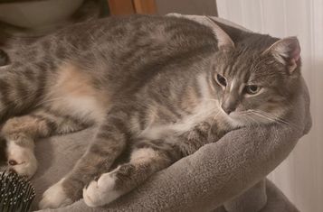 Kater Jerry vermisst seit