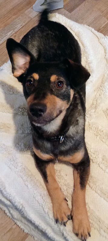 Tierschutzhund Shane ca 1