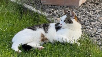 Kater Moritz entlaufen. S