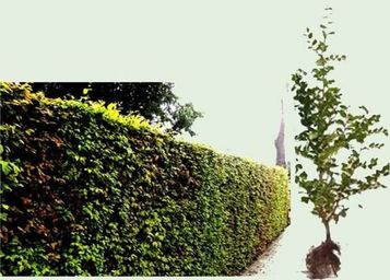 Buchenheckenpflanzen 