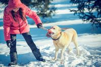 Spielen mit den Liebsten im Schnee. Das gefällt dem Vierbeiner. Geht es in den Skiurlaub muss jedoch auf eine hundefreundliche Umgebung geachtet werden.