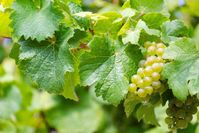 Der traditionelle Weinbau trägt zum wirtschaftlichen Erhalt der Region bei.