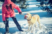 Spielen mit den Liebsten im Schnee. Das gefällt dem Vierbeiner. Geht es in den Skiurlaub muss jedoch auf eine hundefreundliche Umgebung geachtet werden.